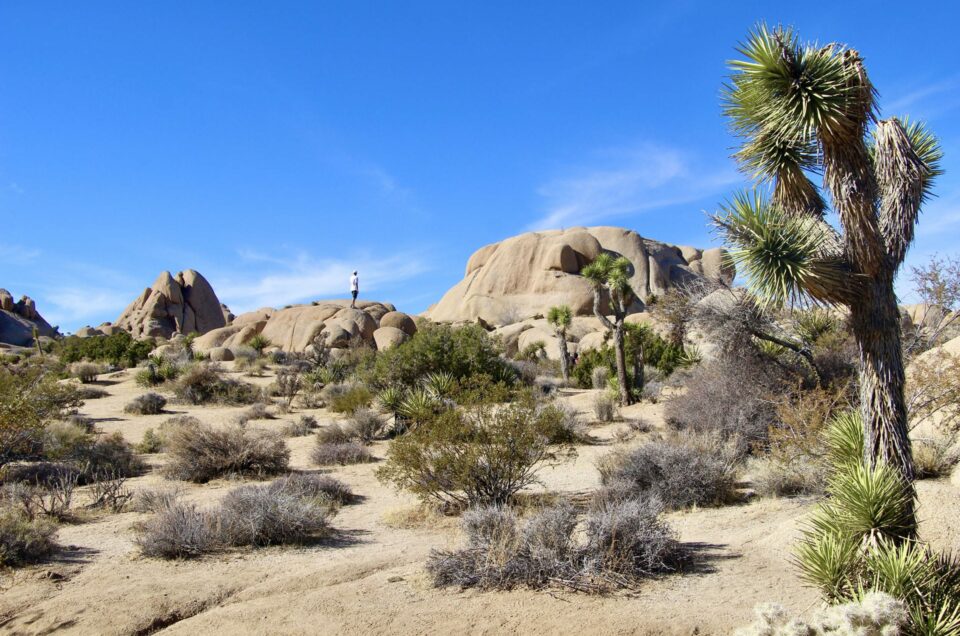 1 journée dans le parc national Joshua Tree