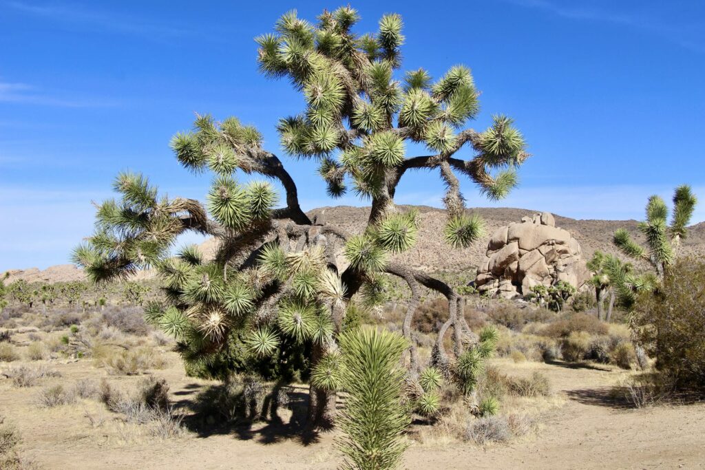 Joshua Tree Park